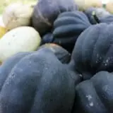 Tantillo's Farm photo