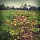 Tantillo's Farm photo