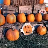 Tantillo's Farm photo
