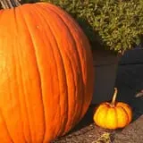 Tantillo's Farm photo