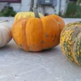 Tantillo's Farm photo
