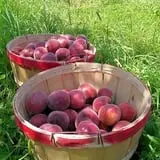 Tantillo's Farm photo