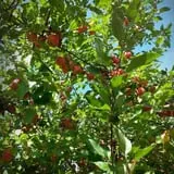 Tantillo's Farm photo