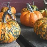 Tantillo's Farm photo