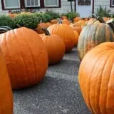 Tantillo's Farm photo