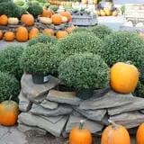 Tantillo's Farm photo
