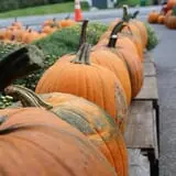 Tantillo's Farm photo