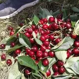 Tantillo's Farm photo