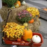Tantillo's Farm photo