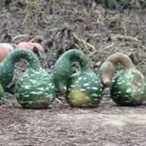 Neeley Farms Pumpkins & Gourds photo