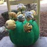 Neeley Farms Pumpkins & Gourds photo