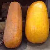 Neeley Farms Pumpkins & Gourds photo