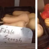 Neeley Farms Pumpkins & Gourds photo