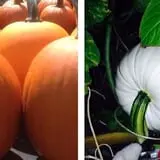 Neeley Farms Pumpkins & Gourds photo