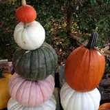 Neeley Farms Pumpkins & Gourds photo