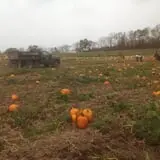 Neeley Farms Pumpkins & Gourds photo