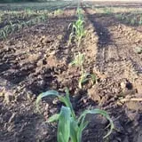 Neeley Farms Pumpkins & Gourds photo