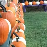 Neeley Farms Pumpkins & Gourds photo