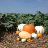 Neeley Farms Pumpkins & Gourds photo
