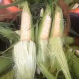 Neeley Farms Pumpkins & Gourds photo
