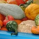 Neeley Farms Pumpkins & Gourds photo