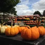Neeley Farms Pumpkins & Gourds photo