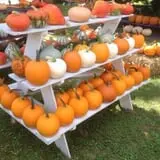 Neeley Farms Pumpkins & Gourds photo
