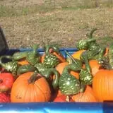 Neeley Farms Pumpkins & Gourds photo