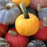 Neeley Farms Pumpkins & Gourds photo