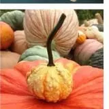 Neeley Farms Pumpkins & Gourds photo