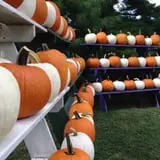 Neeley Farms Pumpkins & Gourds photo