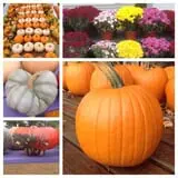 Neeley Farms Pumpkins & Gourds photo