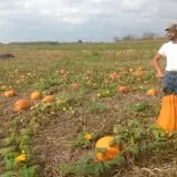 Neeley Farms Pumpkins & Gourds photo
