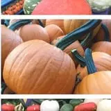 Neeley Farms Pumpkins & Gourds photo