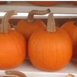 Neeley Farms Pumpkins & Gourds photo