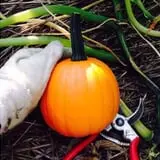 Neeley Farms Pumpkins & Gourds photo