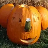 Neeley Farms Pumpkins & Gourds photo