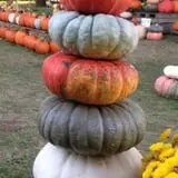 Neeley Farms Pumpkins & Gourds photo