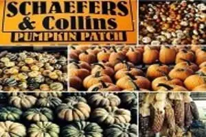 Schaefers Pumpkin Patch