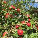 Keller's Farmstand photo