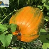 Keller's Farmstand photo