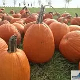 Keller's Farmstand photo