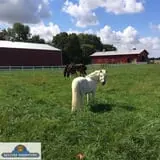 Keller's Farmstand photo
