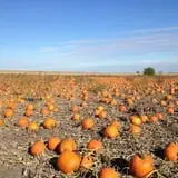 Keller's Farmstand photo