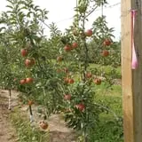 Valley Orchard photo