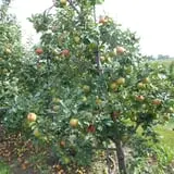 Valley Orchard photo