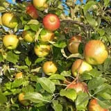 Valley Orchard photo