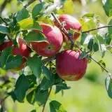 Valley Orchard photo