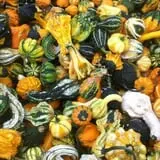 Ort Farms photo