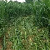 Ort Farms photo